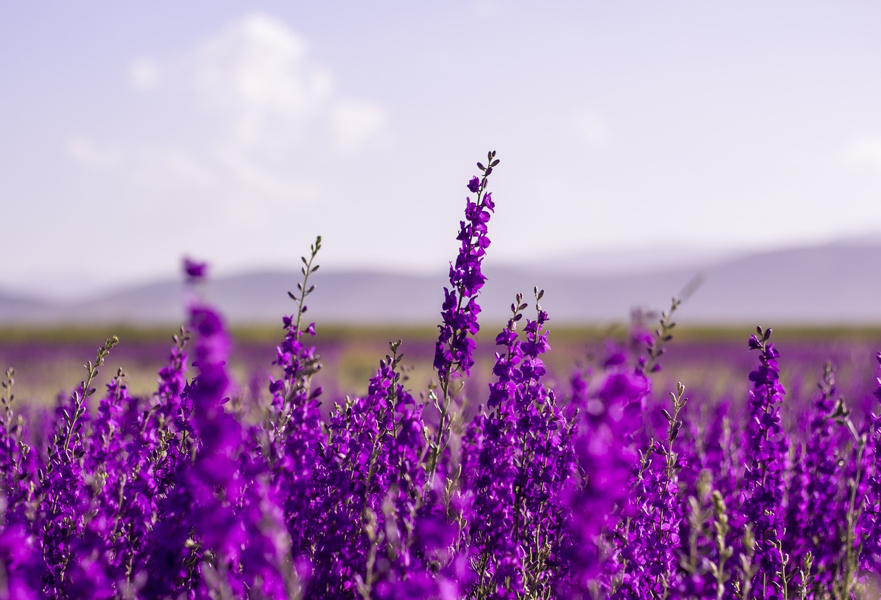 flowers-5383054_1280.webp